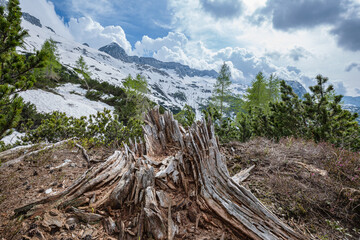 Old rotten stump with snow mountains background. Sella Nevea mountains, Julian Alps, Friuli-Venezia Giulia, Italy - obrazy, fototapety, plakaty