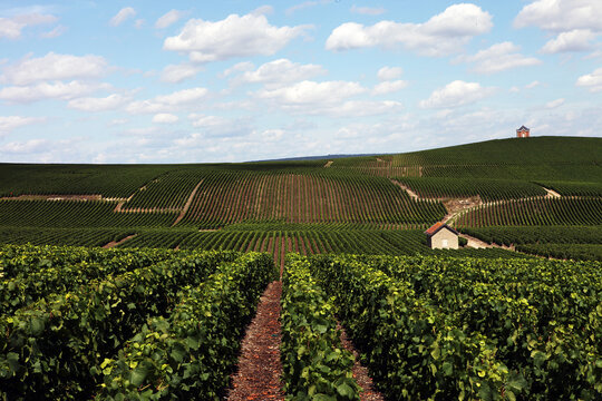 French Vineyards Champagne
