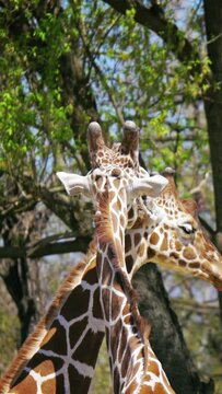 Love, two giraffes cuddling, closeup view, vertical short video, smartphone background