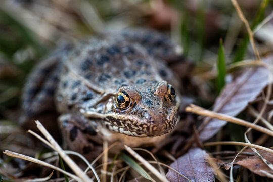 Frog smiling in the grass