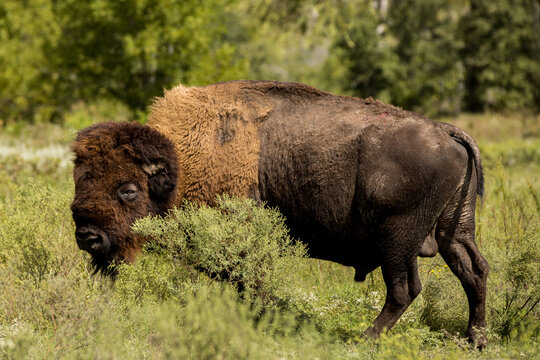 Bison peeking from behind bush