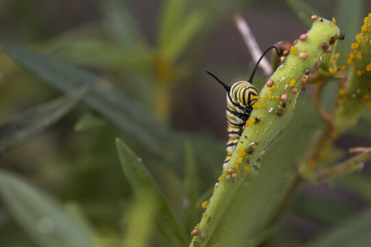 Monarch caterpillar crawling up milkweed pod 