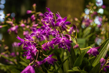 Orchids and tropical plants in the Botanical Garden