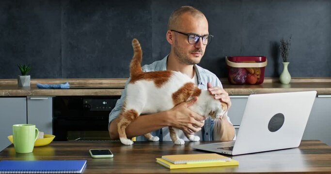 Cat wants to play with owner freelancer and tries to do damage walking on table. Domestic animal wants to interfere man from working on laptop