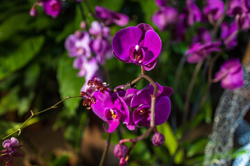 Orchids and tropical plants in the Botanical Garden