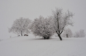 Fototapeta na wymiar Beautiful winter nature in Zurich