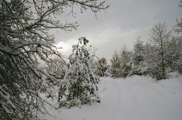 Beautiful winter nature in Rajince