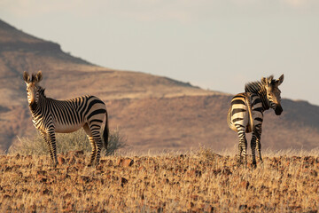 Two Zebras during sunset, Juriesdraai, Kunene, Namibia