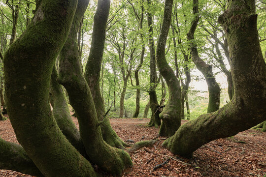 Dense woodland of beech trees, Rold Forest, Denmark