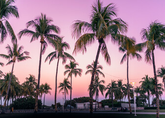 trees at sunset in Miami Beach summer