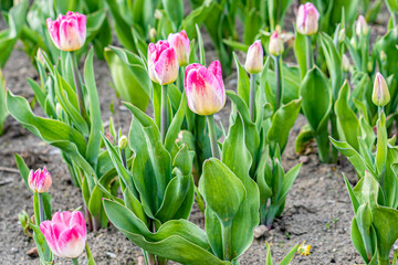 flower bed with a red tulip in bloom