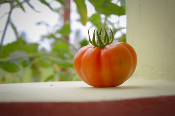 fresh mini hillbilly tomato with soft blurred background.