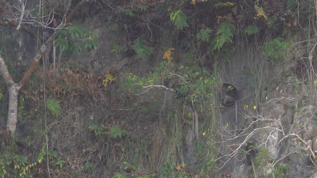 Dusky Leaf Monkeys Climbing Over A Rocky And Steep Cliff
