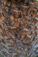 rough bark of palm tree