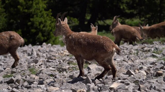 Herd Of Female Alpine Ibex Standing On The Rocky Mountain. - zoom in
