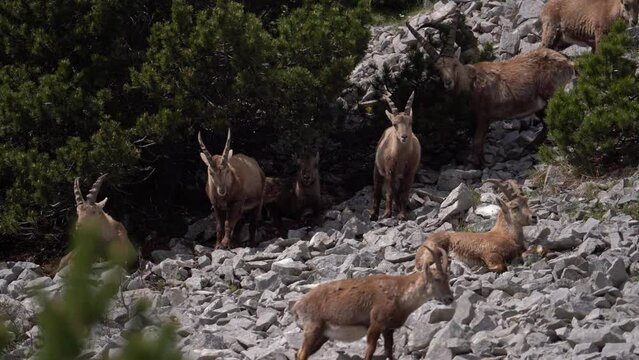 Shot of an Female Ibex On a Rocky Mountain Slope with huge Horn
