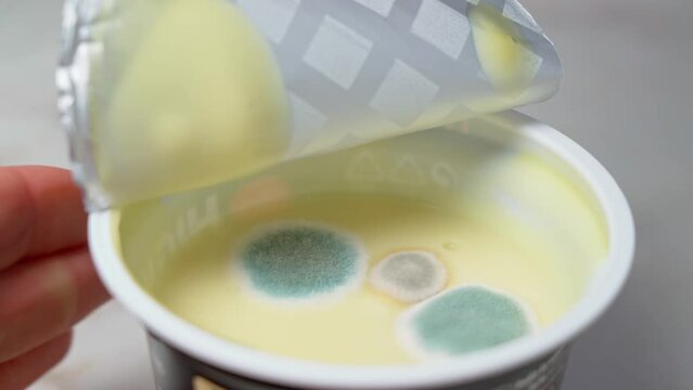 Hand opens milk protein yogurt is covered in mold fungi. The concept of unsanitary storage conditions and an expired period of use.