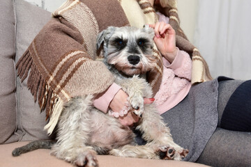 Gray dog sits on a sofa and looks up at his beloved mistress, female hands stroke a happy dog.