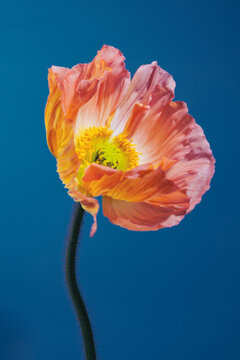 PINK POPPY WITH BLUE BACKGROUND