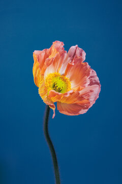 PINK POPPY WITH BLUE BACKGROUND