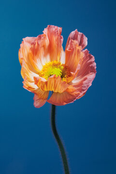 PINK POPPY WITH BLUE BACKGROUND