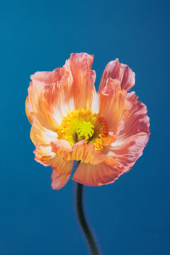 PINK POPPY WITH BLUE BACKGROUND