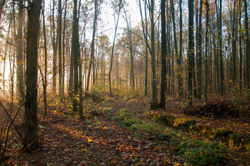 autumn in the forest