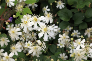 Closeup of Fargesii Clematis flowers, Derbyshire England
