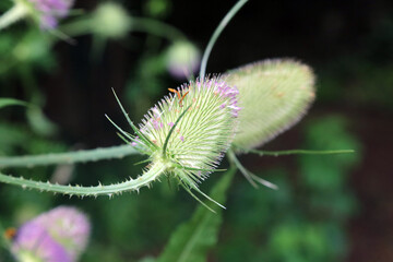 Closeup of Wild teasel blooms, Derbyshire England
