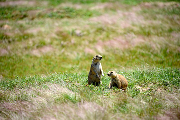 meerkat or suricate watching the neighborhood