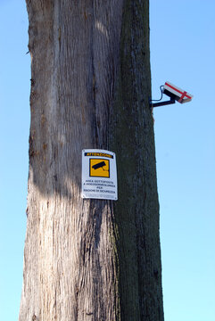 surveillance camera mounted on tree trunk
