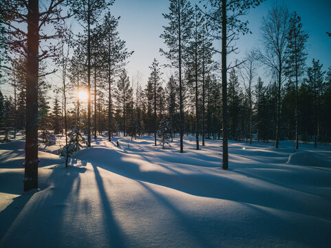 Boreal Forests In the Winter Create an Almost Mythical Atmosphere