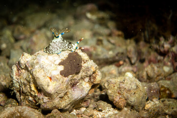 Nudibranch on rock