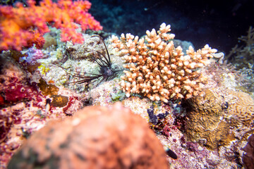 Naklejka na ściany i meble Juvenile lion fish in coral
