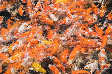 Obraz na płótnie Canvas Group of colorful fancy carp fish (Koi) are swimming in the water