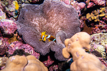 two clown fish in sea anemone full view