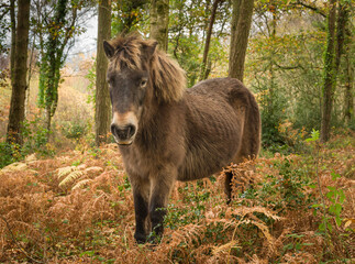 Exmoor Pony standing in autumn woodland on Exmoor