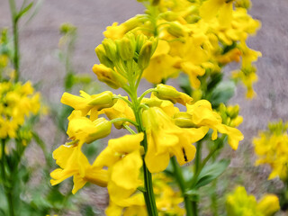 Yellow rocket cress
