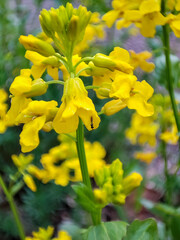 Yellow rocket cress