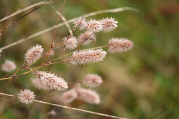 Small fluffy grass buds on green grass background