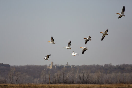 Pelicans flying over Kansas town backdrop