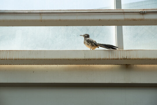 Little roadrunner bird on a windowsill