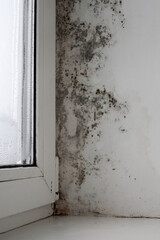 The window is covered with mold in the middle of the house. Strong formation of black fungus. Excessive humidity and condensation formed a black coating of mold on the wall.