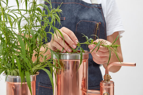 Woman putting cannabis in alembic apparatus.