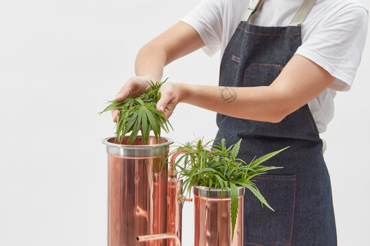 Woman putting cannabis in alembic apparatus.