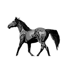 Plakat black and white sketch of a horse with a transparent background