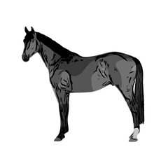 black and white sketch of a horse with a transparent background