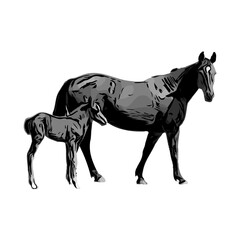 Fototapeta na wymiar black and white sketch of a horse with a transparent background