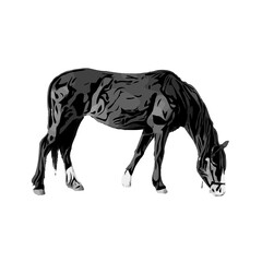 black and white sketch of a horse with a transparent background