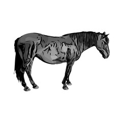 black and white sketch of a horse with a transparent background